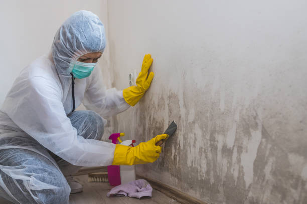 Best Office Mold Removal Services  in Orange, OH