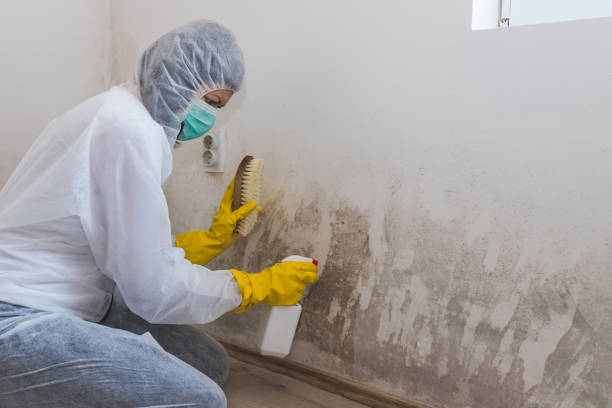 Best Local Mold Removal Service  in Orange, OH