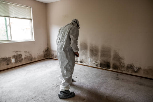 Professional Mold Removal in Orange, OH
