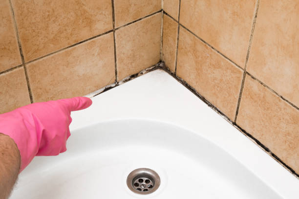 Best Emergency Mold Removal  in Orange, OH